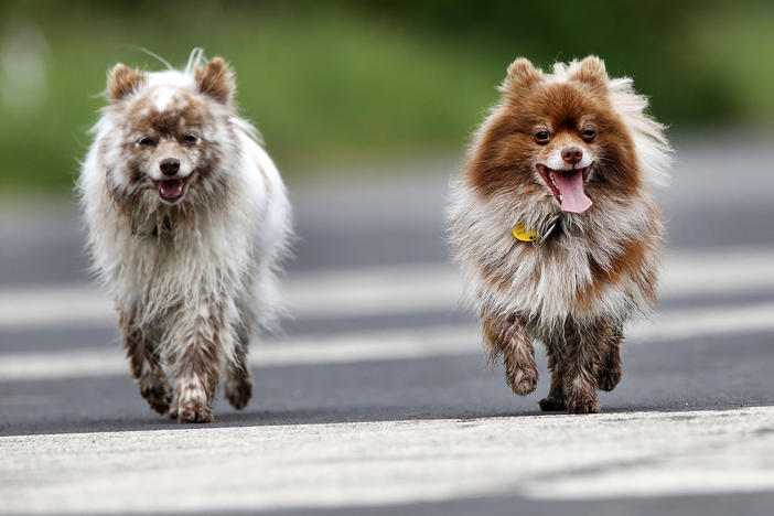 A proposed German law would require dogs to get exercise twice a day. Here, two pooches go for a walk in Frankfurt in 2016.