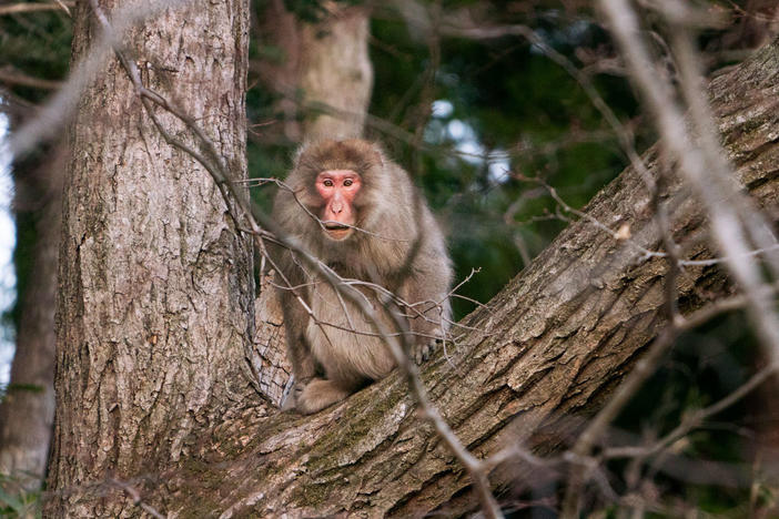 A macaque monkey in a tree in Fukushima prefecture. After the 2011 nuclear disaster, towns and neighborhoods in Fukushima were left devoid of humans for years, and nature started to reclaim the space.