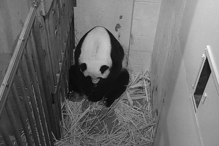 Giant panda Mei Xiang is seen after giving birth to a cub Friday at the National Zoo in Washington.