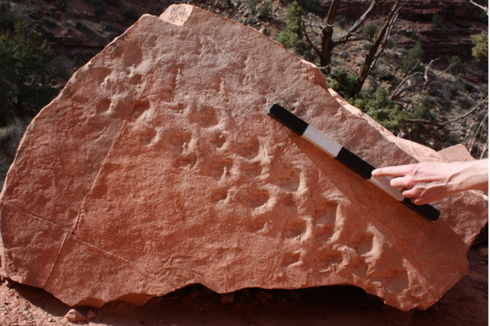 The two sets of footprints "are among the oldest tracks on Earth of shelled-egg-laying animals, such as reptiles, and the earliest evidence of vertebrate animals walking in sand dunes," paleontologist Stephen Rowland said.