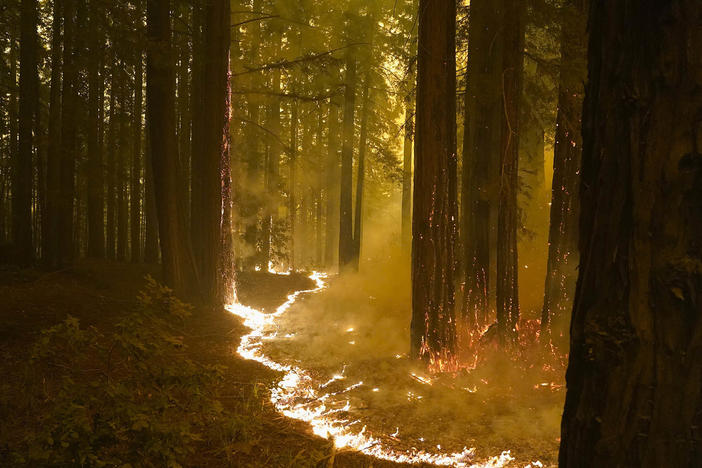 A redwood forest caught in the CZU Lightning Complex Fire on the Northern California coast.