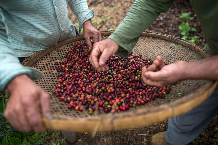 Farmers check coffee beans handpicked at their farm located in Forquilha do Rio, municipality of Dores do Rio Preto, Espirito Santo, Brazil.