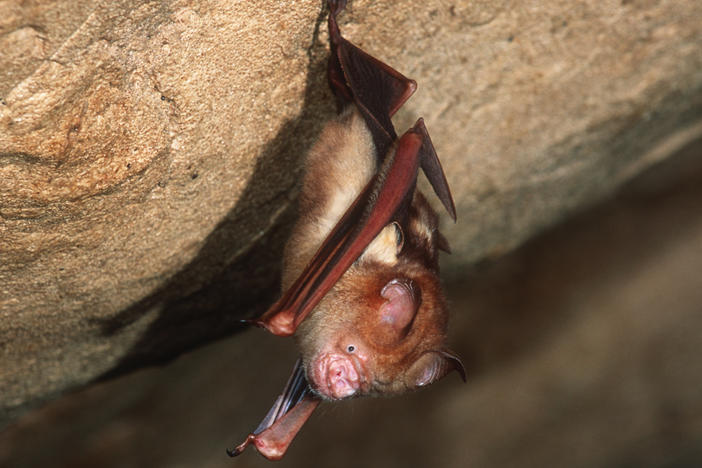 This Bornean horseshoe bat and other bat species can harbor coronaviruses. The nonprofit group EcoHealth Alliance had its NIH research money cut for a project in China on bats and coronaviruses this spring — but just got a new multimillion dollar grant from the agency.