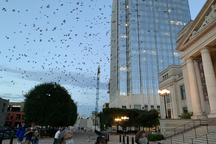 People have flocked to downtown Nashville, Tenn. the past few days to take in a rare sight: thousands of Purple Martins. The migratory birds, on their way south for the winter, rarely roost in urban areas.
