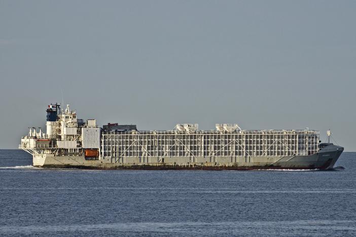 The Gulf Livestock 1 cargo vessel sails through Port Phillip heading into Bass Strait in Australia in April 2019. Japanese rescuers were searching Thursday for the livestock ship carrying more than 40 crew members and thousands of animals.