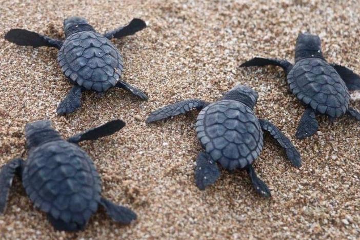 Sea turtle hatchlings make their way to the water last month at Al-Mansouri Beach in Lebanon, which is reporting a flourishing turtle population.