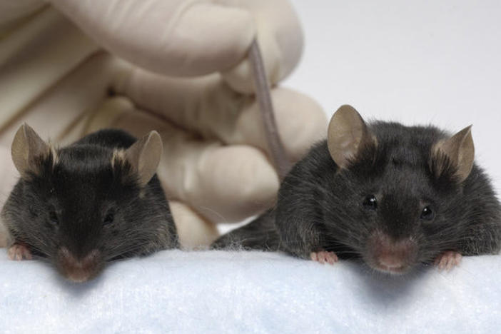 The mouse on the right has been engineered to have four times the muscle mass of a normal lab mouse. A drug to achieve the same effect was recently tested in space.