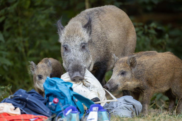 A wild boar and two of its young roam around Teufelssee, or Devil's Lake, in Germany in August.