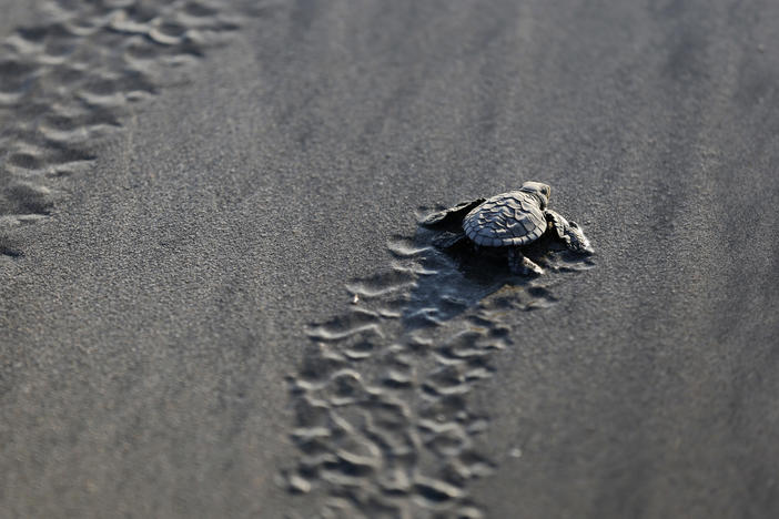 A baby turtle is released into the ocean in Bali, Indonesia, Tuesday, June 9, 2020, part of a  campaign to save the endangered Lekang sea turtles. (AP Photo/Firdia Lisnawati)