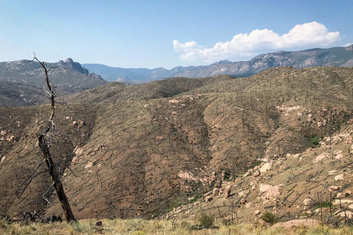 Nearly two decades after the 2002 Hayman fire in Colorado, this high-severity burn area near Cheesman Lake is still treeless.