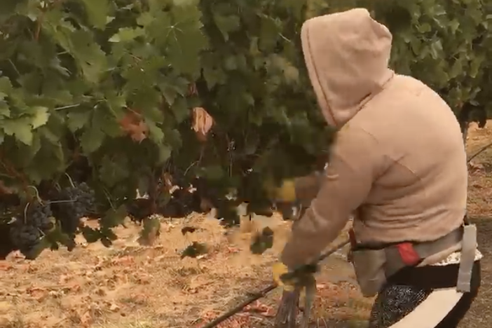 Maricela, shown here picking grapes in southern Oregon this week, says she can't think about the long-term health effects of the smoke from wildfires. She asked NPR to use only her first name because she doesn't have work papers.