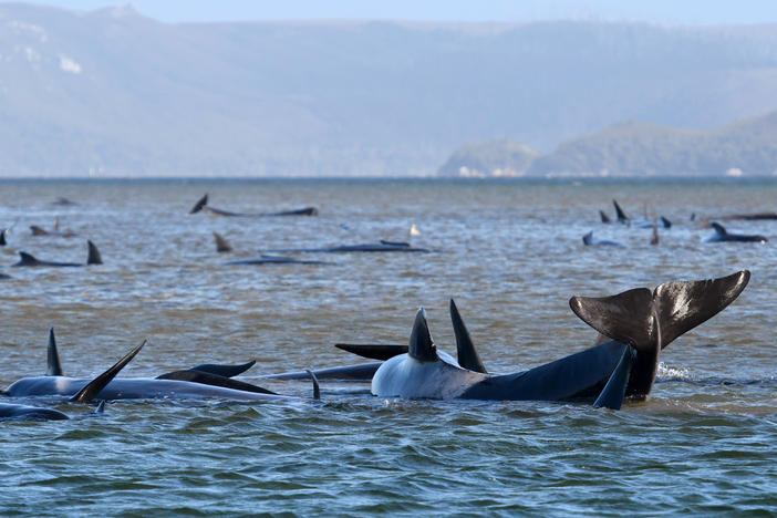 Pilot whales lie stranded on a sandbar Monday near Strahan, Australia. Marine conservationists have been deployed to the scene on Tasmania's west coast to try to rescue the whales.