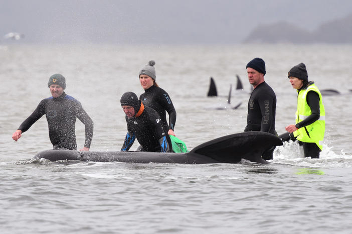 Members of a rescue crew work to free a whale from a sandbar off the coast of Tasmania, Australia, on Tuesday. About 380 pilot whales have died in the mass stranding, one of the largest ever recorded.