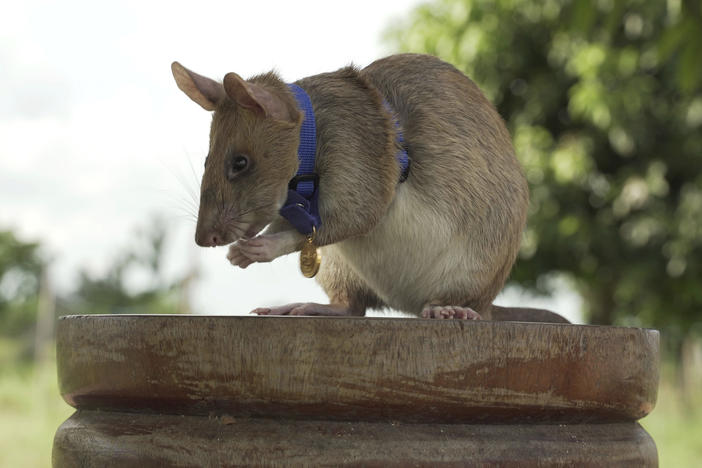 Magawa, a rat that has been trained to detect explosives, was awarded the PDSA Gold Medal on Friday for bravery in searching out unexploded land mines in Cambodia.