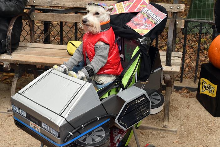 A dog dressed as Marty McFly from <em>Back to the Future</em> attends the Tompkins Square Halloween Dog Parade in 2015. New research says time travel might be possible without the problems McFly encountered.