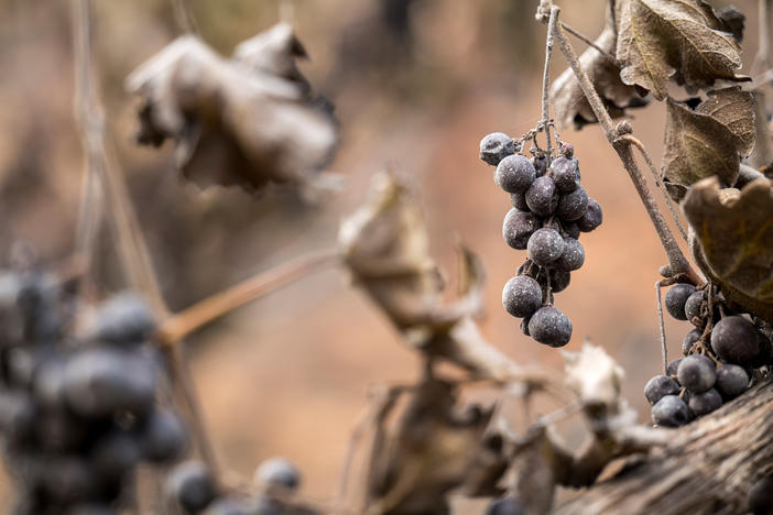 Ash covered grapes burned by the Glass Fire at the Chateau Boswell winery in St. Helena, California, U.S., on Monday.