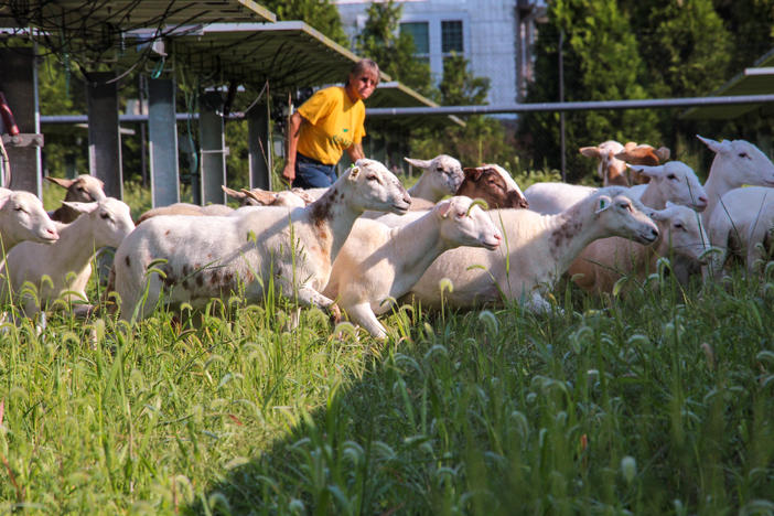 Julie Bishop raises the Katahdin breed of sheep, which have hair rather than wool.