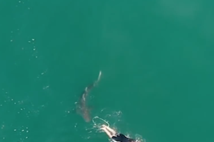 Surfer Matt Wilkinson has a close encounter with a shark while surfing at Sharpes Beach in New South Wales.
