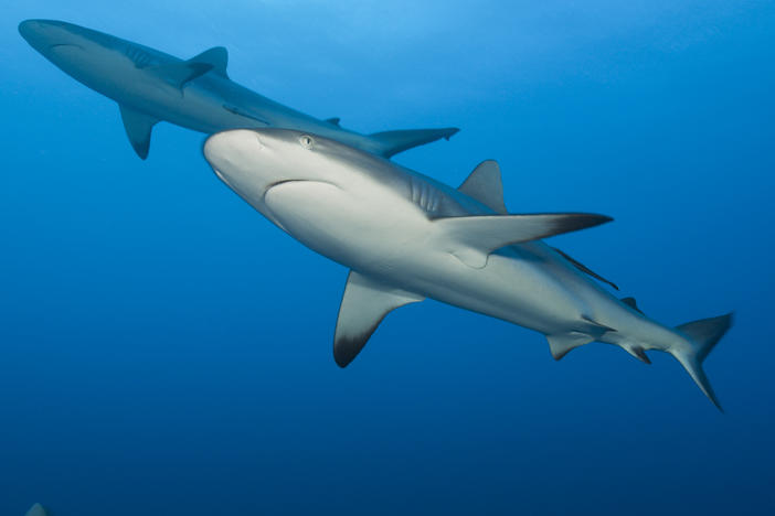 Grey reef sharks, seen in Fiji, are among the top species of sharks fished for their liver oil.