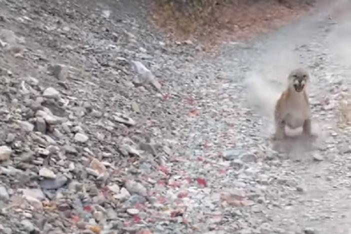 A mountain lion charges towards runner Kyle Burgess in Provo, Utah.