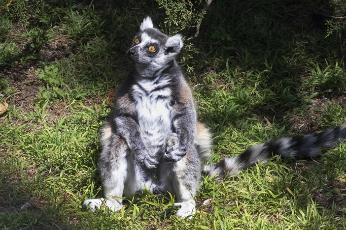 Maki, the 21-year-old male ring-tailed lemur was discovered missing shortly before the zoo opened to visitors, zoo and police officials said. They're seeking tips from the public in hopes of finding the lemur, explaining that Maki is an endangered animal that requires specialized care.