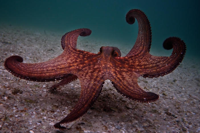 "The excitement for me has been to slowly uncover the secret lives of many of these cryptic animals," says Craig Foster. "My incredible octopus teacher, she helped me in many ways to uncover many of those lives, because she's in the middle of this food web."