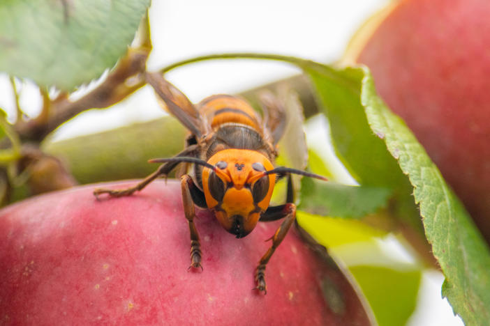 The Washington State Department of Agriculture team tracked the Asian giant hornet for about an hour earlier this month, before losing her signal in a forest.