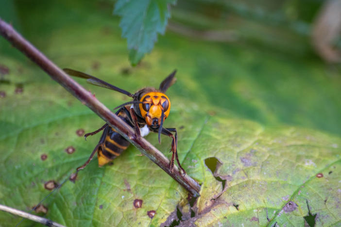 Washington State Department of Agriculture entomologists used radio trackers to find a nest of invasive Asian giant hornets in the cavity of a tree. The state now plans to destroy the nest.