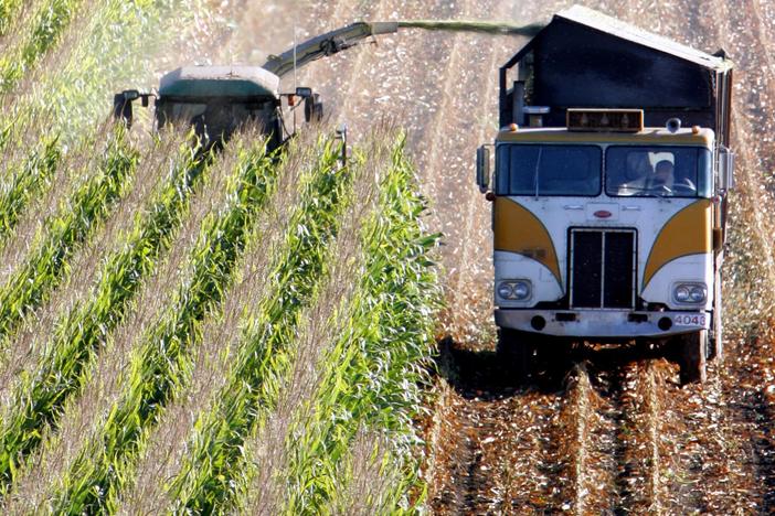 A harvester works through a field of corn near Santa Rosa, Calif. This corn has been genetically modified, and contains bacterial genes that kill certain insects, but the genes have become less effective.