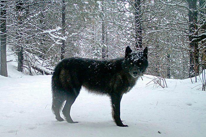 A gray wolf is captured by a remote camera on U.S. Forest Service land in Oregon in 2017.