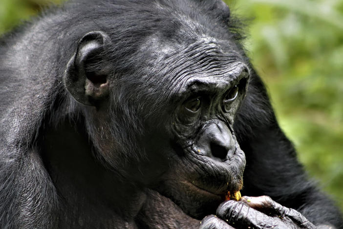 Researchers have observed that the friendliest male bonobos, like this male resident of Lola Ya Bonobo sanctuary in the Democratic Republic of the Congo, tend to be the most successful. Early humans may have had the same experience with their peers.