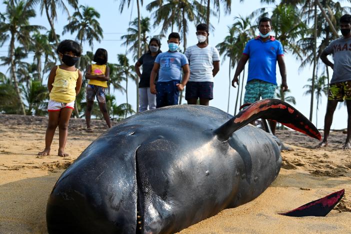 People look at a dead pilot whale Tuesday on the beach in Panadura, Sri Lanka. Rescuers and volunteers raced to save more than 100 pilot whales stranded on Sri Lanka's western coast.