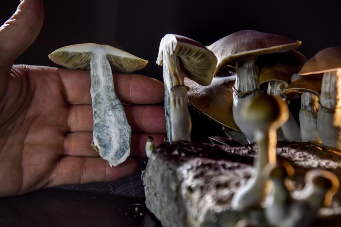 A Washington, D.C., resident has an operation growing psilocybin mushrooms. With the legalization of marijuana, advocates in several states, including Oregon, have pushed for the legalization of other drugs such as "magic mushrooms."