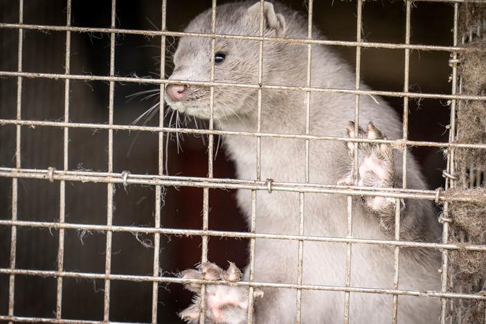 A mink is photographed on a farm in October in Hjoerring, Denmark. The country will cull its population of minks after discovering coronavirus outbreaks.