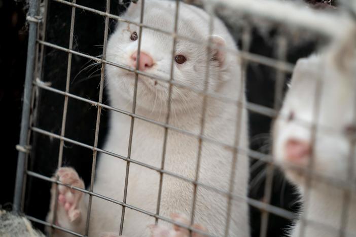 Minks look out from a cage after a farm near Naestved, Denmark, was told to kill off its herd Friday.