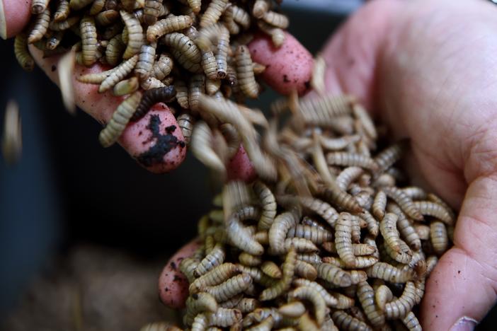 Black soldier fly larvae will be one of the animal protein alternatives found in Nestle's line of 'eco-friendly' dog and cat foods.