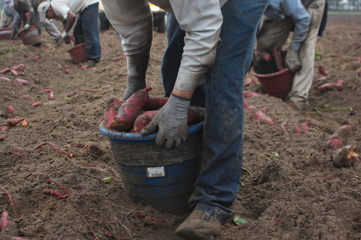 These men, harvesting sweet potatoes in North Carolina, came to the U.S. on H-2A visas that are designated for seasonal agricultural workers. Such "guest workers" now account for about 10% of U.S. farmworkers.