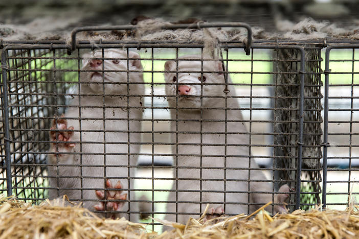 Minks are seen here last week at an estate in Denmark, where the government has ordered the culling of all minks due to an outbreak of the novel coronavirus in the animals. The virus has now been found in minks in Greece as well.