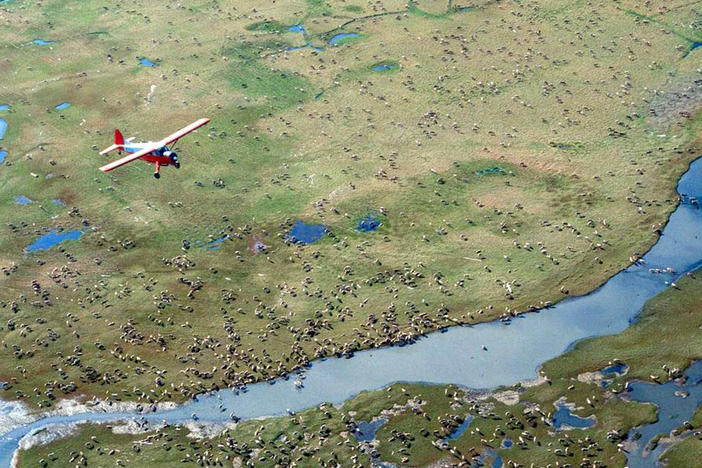An airplane flies over caribou on the coastal plain of Alaska's Arctic National Wildlife Refuge, where the Trump administration is moving to sell leases for oil drilling.
