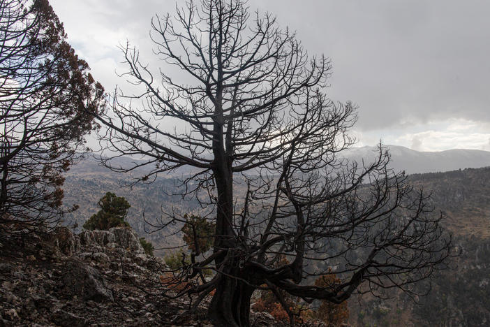 A cedar tree that burned in a recent wildfire, in the Mishmish forest, Akkar, Lebanon.