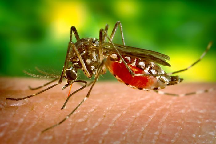 A female <em>Aedes aegypti</em> mosquito feeds on human skin.