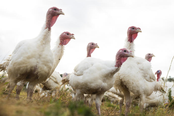 Broad Breasted White turkeys roam their open-air enclosure on the Shenk Family Farm in Newport, N.C. Smaller turkeys are in demand this Thanksgiving as many families plan on staying home rather than attending large gatherings.