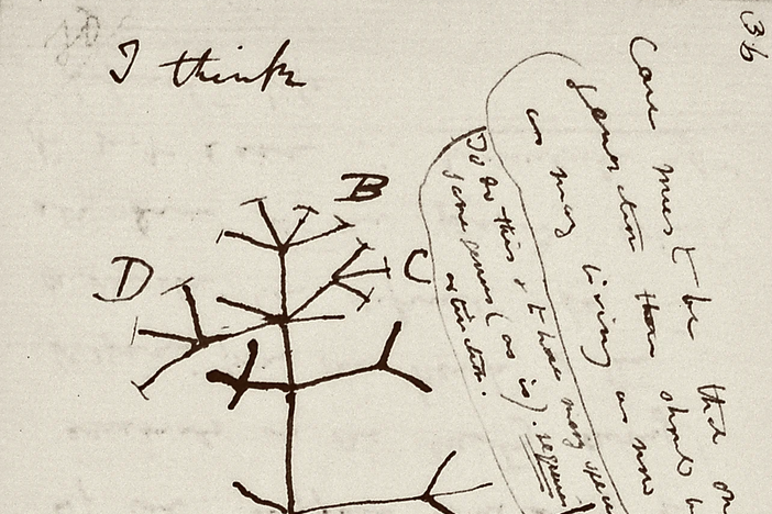 Included in the missing notebooks is Darwin's famous <em>Tree of Life</em> sketch, according to Cambridge University Library.