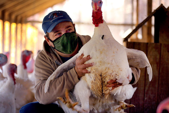 Donald Baffoni holds a 6-month-old turkey this month at Baffoni's Poultry Farm in Johnston, R.I.