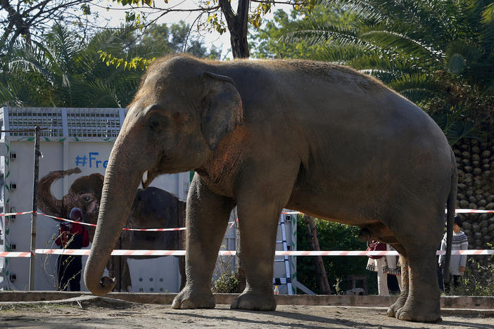 Kaavan, pictured Friday in Islamabad, will be transported to a sanctuary in Cambodia on Sunday.