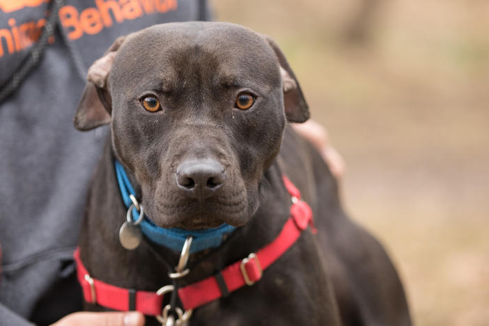 <strong>A new leash on life:</strong> The ASPCA's Behavioral Rehabilitation Center in Weaverville, N.C., helps traumatized dogs learn to trust humans again.