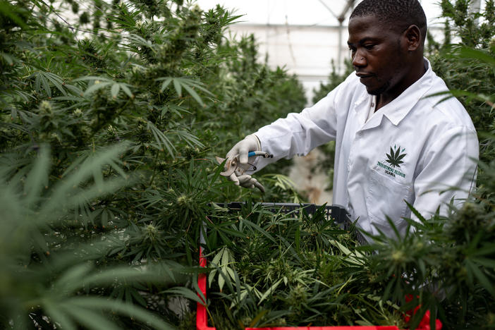 A worker picks Cannabis inside a greenhouse on Nov. 10, in Kasese, Uganda. Uganda is one of several African countries looking to produce medical cannabis for export to Europe and America. On Wednesday, the U.N. Commission on Narcotic Drugs voted to reclassify cannabis.