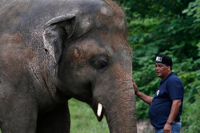 Dr. Amir Khalil, a veterinarian from the international animal welfare organization Four Paws International, comforts Kaavan during his examination at the zoo in Islamabad, before leaving for Cambodia.