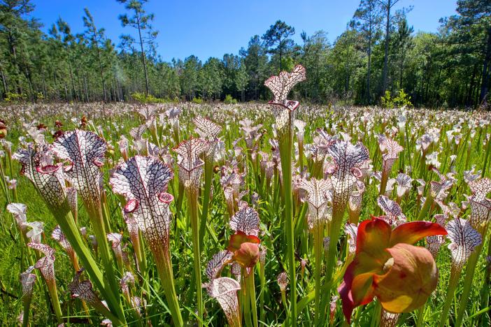 A field of pitcher plants are nestled in a bog within the Mobile-Tensaw Delta. Ben Raines calls pitcher plants "carnivorous wonders" because they draw most of their nutrients from insects they kill and digest.
