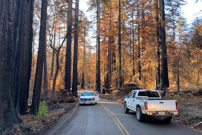 These days only park rangers and loggers are allowed in to Big Basin Redwoods State Park following a devastating wildfire that destroyed most of the infrastructure in California's oldest and one of its most iconic state parks. Big Basin is home to the largest continuous stand of ancient coastal redwoods south of San Francisco.